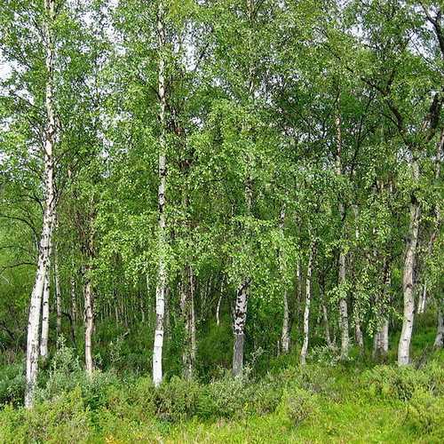 Betula pendula - Silver Birch - Future Forests