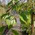 Betula pendula Tristis - Future Forests