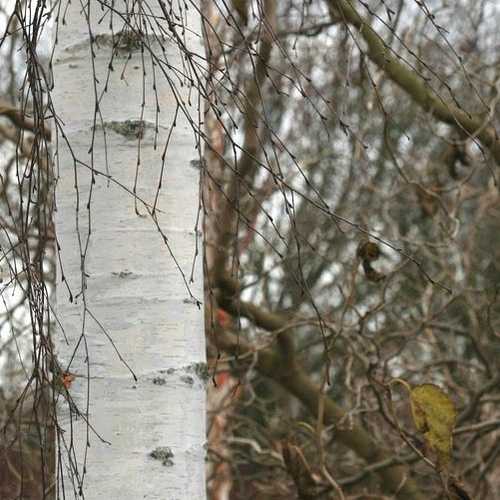 Betula pendula Tristis - Future Forests