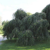 Betula pendula Youngii – Future Forests