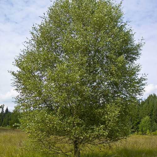 Betula pubescens - Downy Birch - Future Forests