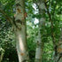 Betula papyrifera - Paper Birch - Future Forests