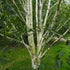 Betula utilis Jaquemontii Doorenbos - Himalayan Birch