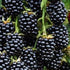 Blackberry Thornfree - Future Forests