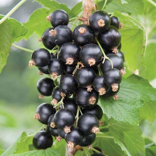 Currat Fruit - Currants – Future Forests