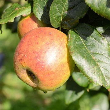 Fruit - Apple Trees – Future Forests