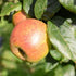 Apple Blenheim Orange