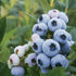 Blueberry Darrow