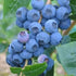 Blueberry Grover