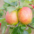 Apple Bramley Clone 20 - Future Forests