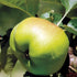 Apple Bramley’s Seedling - Future Forests