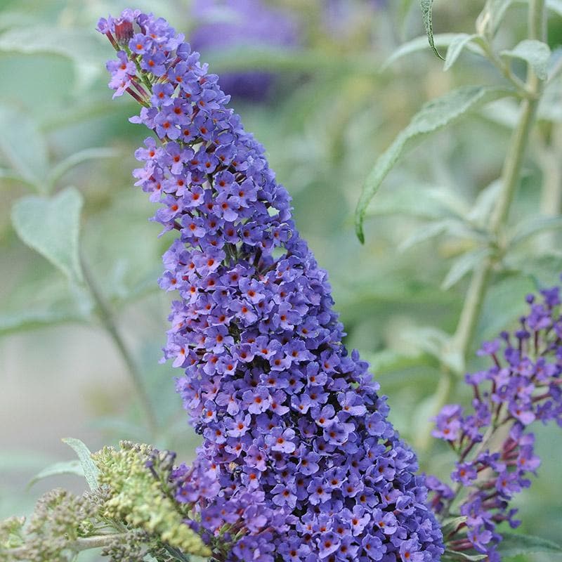 Buddleja Davidii Buzz Sky Blue Future Forests buddleja-davidii-buzz-sky-blue-future-forests