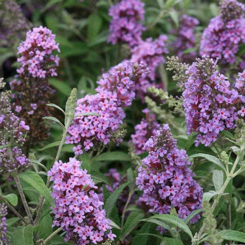 Buddleja Davidii Buzz Sky Blue Future Forests buddleja-davidii-buzz-sky-blue-future-forests