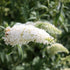 Buddleja davidii White Bouquet