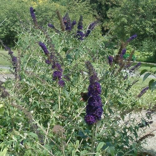 Buddleja davidii Black Knight - Future Forests