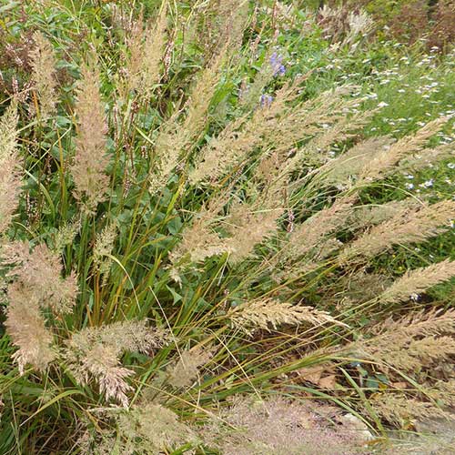 Calamagrostis brachytricha