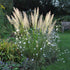 Calamagrostis brachytricha