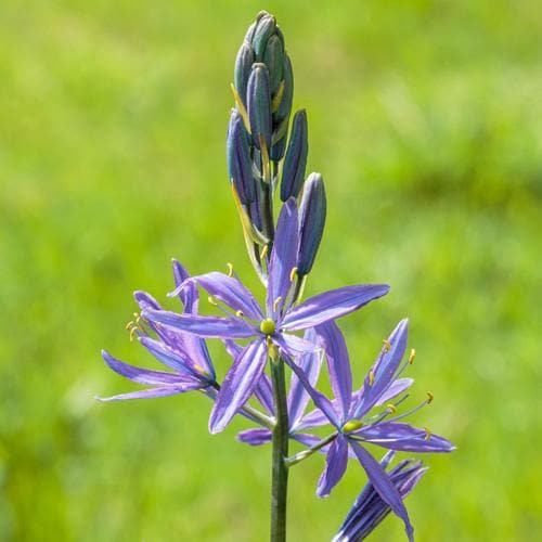 Camassia leichtinii Caerulea - Future Forests