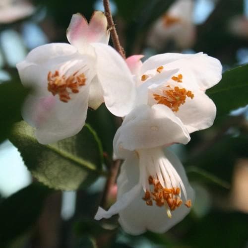 Camellia rosthorniana - Future Forests