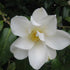 Camellia japonica Winter Perfume Pearl ®
