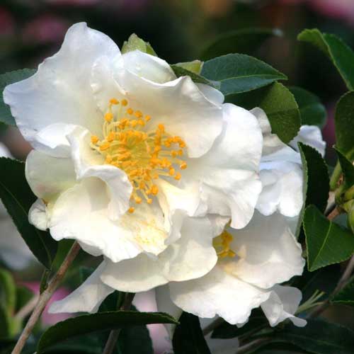 Camellia japonica Winter Perfume Pearl ®