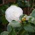 Camellia japonica Nuccio's Gem