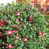 Camellia sasanqua Yuletide