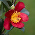 Camellia sasanqua Yuletide