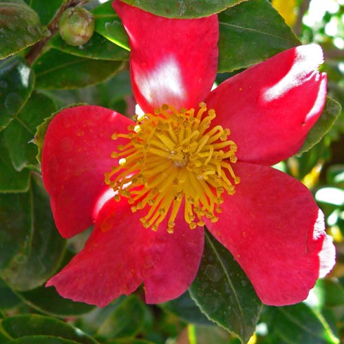 Camellia sasanqua Yuletide