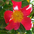 Camellia sasanqua Yuletide
