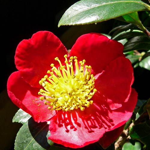 Camellia sasanqua Yuletide