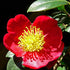 Camellia sasanqua Yuletide