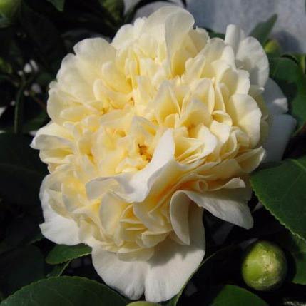 Camellia x williamsii Jury's Yellow