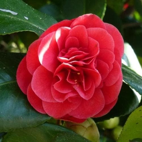Camellia japonica Adolphe Audusson