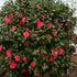 Camellia Adolphe Audusson - Future Forests