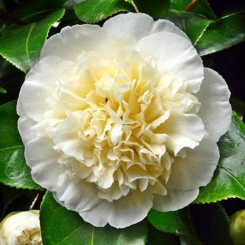 Camellia Brushfield Yellow - Future Forests