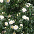 Camellia Brushfield Yellow - Future Forests