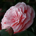 Camellia japonica Bonomiana - Future Forests