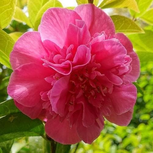 Camellia x williamsii Debbie - Future Forests