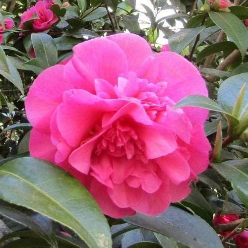 Camellia x williamsii Debbie - Future Forests