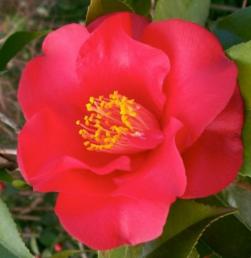 Camellia japonica Midnight