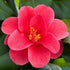 Camellia reticulata Mary Williams