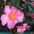 Camellia sasanqua Cleopatra