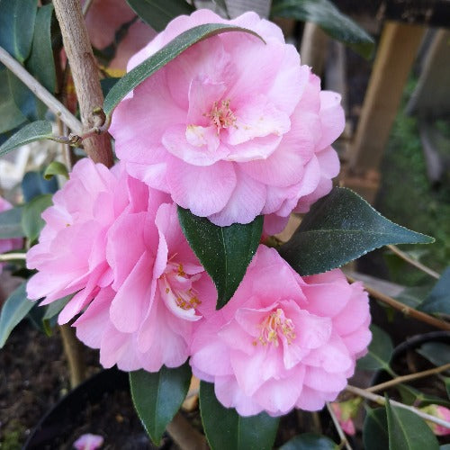 Camellia Spring Festival (cuspidata hybrid)