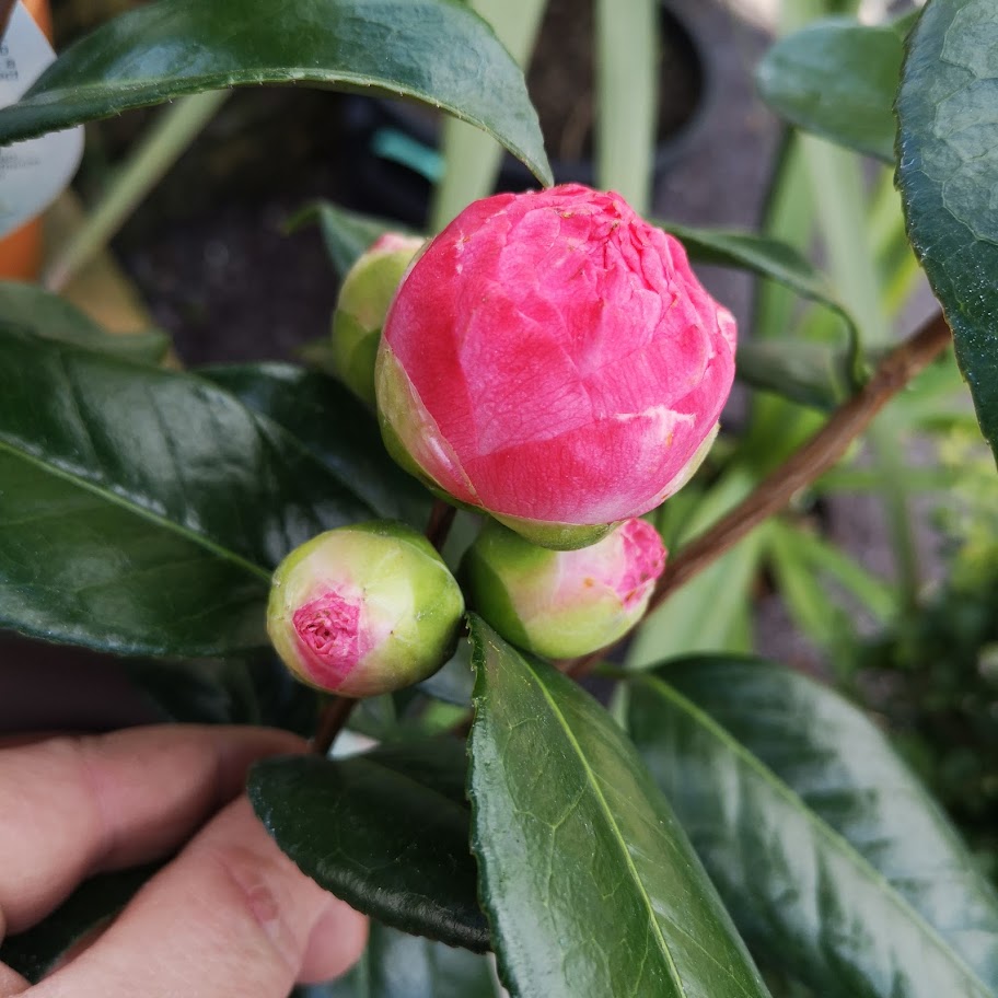 Camellia japonica Nuccio's Pearl