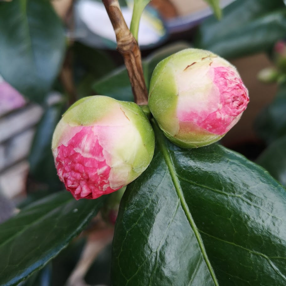 Camellia japonica Nuccio's Pearl