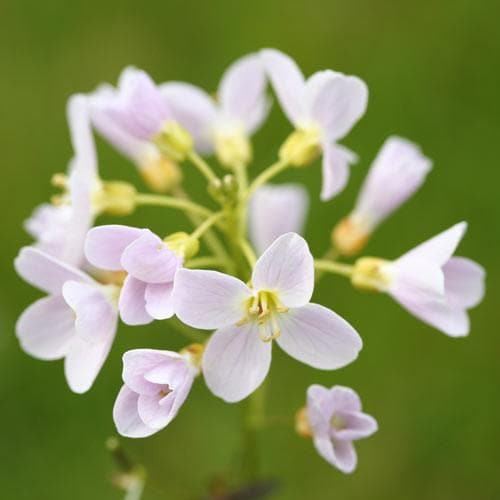 Cardamine Flower Cardamine pratensis - Cuckoo flower – Future Forests
