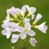 Cardamine pratensis - Future Forests