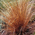 Carex buchananii - Future Forests