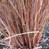 Carex buchananii Red Rooster